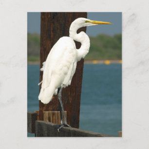 Carte postale White Egret