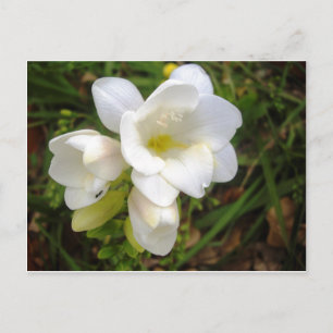 Carte Postale White Freesia
