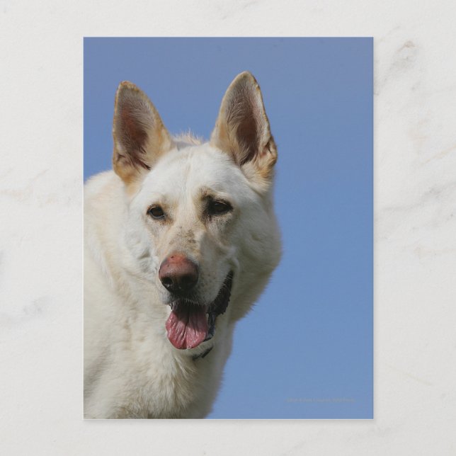 Carte Postale White German Shepherd (Devant)