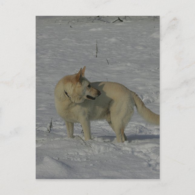 Carte Postale White German Shepherd in the Snow (Devant)