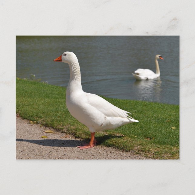 Carte Postale White goose near of pond (Devant)