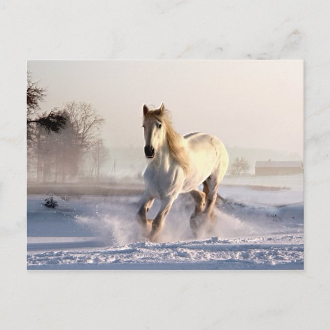 Carte Postale White Horse Galloping (Devant)