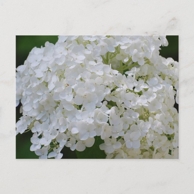 Carte postale White Hydrangeas (Devant)