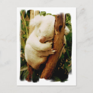 Carte postale White Koala Bear