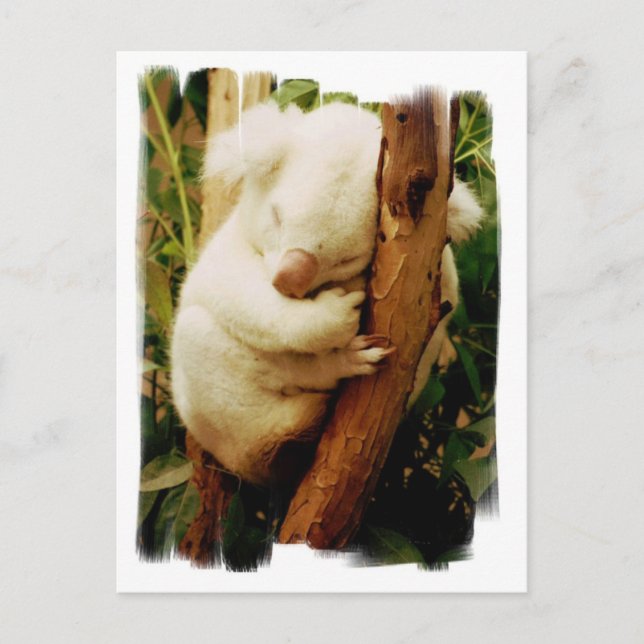 Carte postale White Koala Bear (Devant)