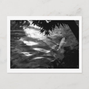 Carte Postale White Koi : Japon