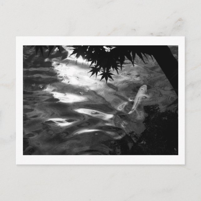 Carte Postale White Koi : Japon (Devant)