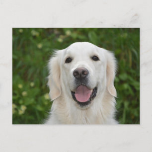Carte postale White Labrador Retriever Dog