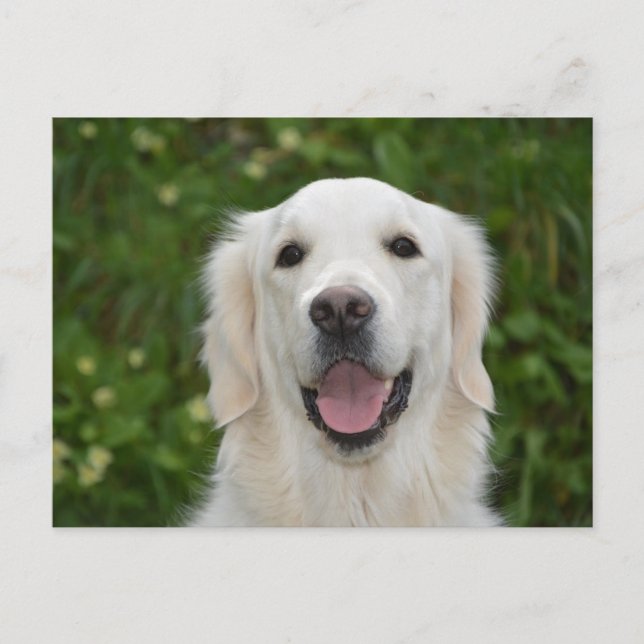 Carte postale White Labrador Retriever Dog (Devant)