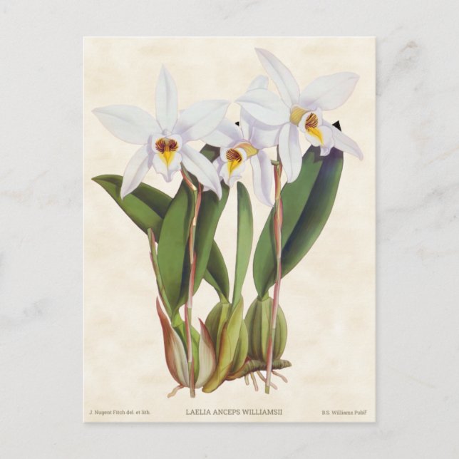 Carte Postale White Laelia Orchid Vintage Botanique (Devant)