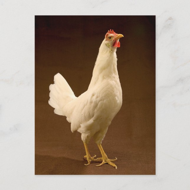 Carte Postale White Leghorn (Devant)