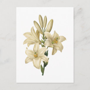 Carte Postale White lily (Lilium candidum) by Redouté