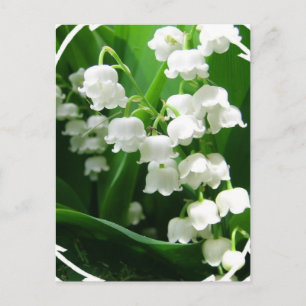 Carte postale White Lily of the Valley