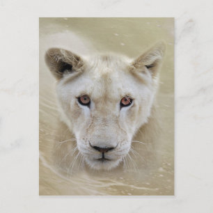 Carte Postale White Lion Spirit Guerrier Afrique