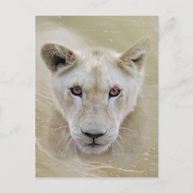 Carte Postale White Lion Spirit Guerrier Afrique (Devant)