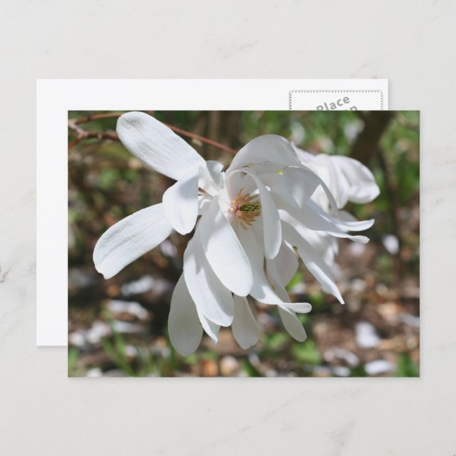Carte Postale White Magnolia Flower Personalized (Devant / Derrière)