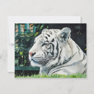Carte Postale White Majesty - La faune du tigre au repos