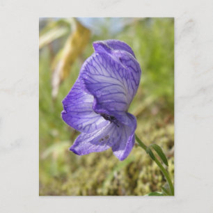 Carte Postale White Monkshood, île de l'Unalaska