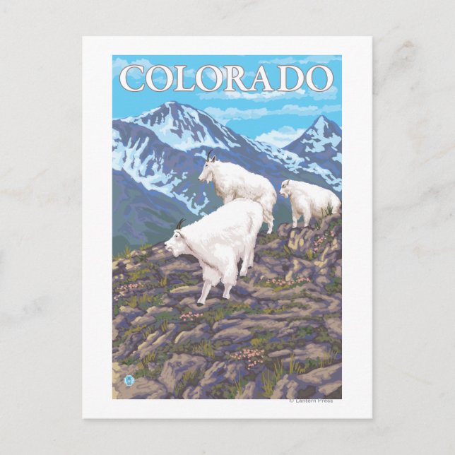 Carte Postale White Mountain Goat FamilyColorado (Devant)