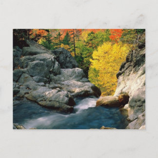Carte Postale White Mountain National Forest, NH