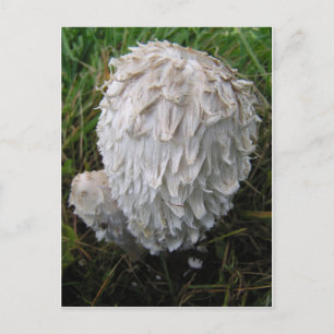 Carte Postale White Mushroom