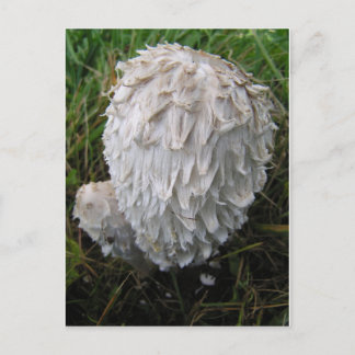 Carte Postale White Mushroom