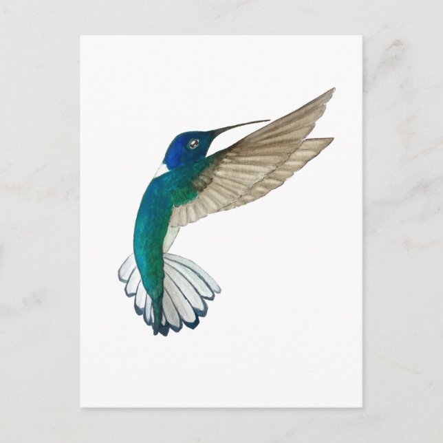 Carte Postale White-necked Jacobin Hummingbird (Devant)