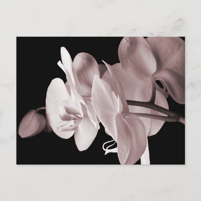 Carte Postale White Orchid Flower Black Background Abstract (Devant)