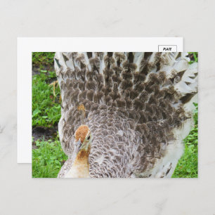 Carte postale White Peahen
