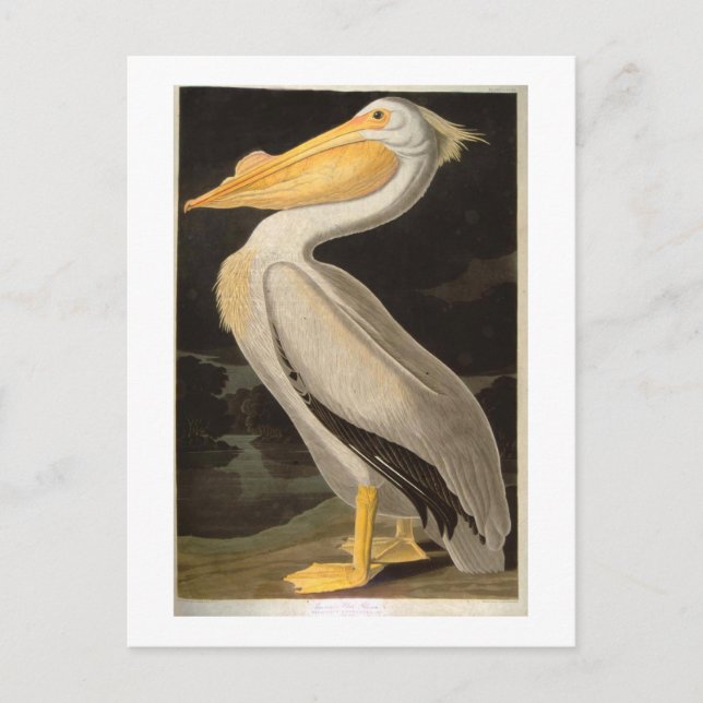 Carte Postale White Pelican, John James Audubon (Devant)