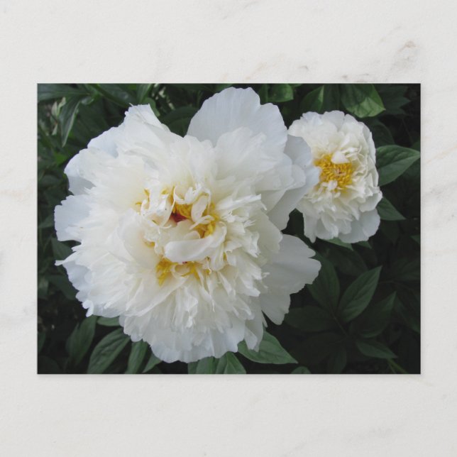 Carte postale White Peony (Devant)