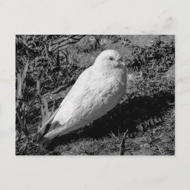 Carte Postale White Pigeon v2 (Devant)