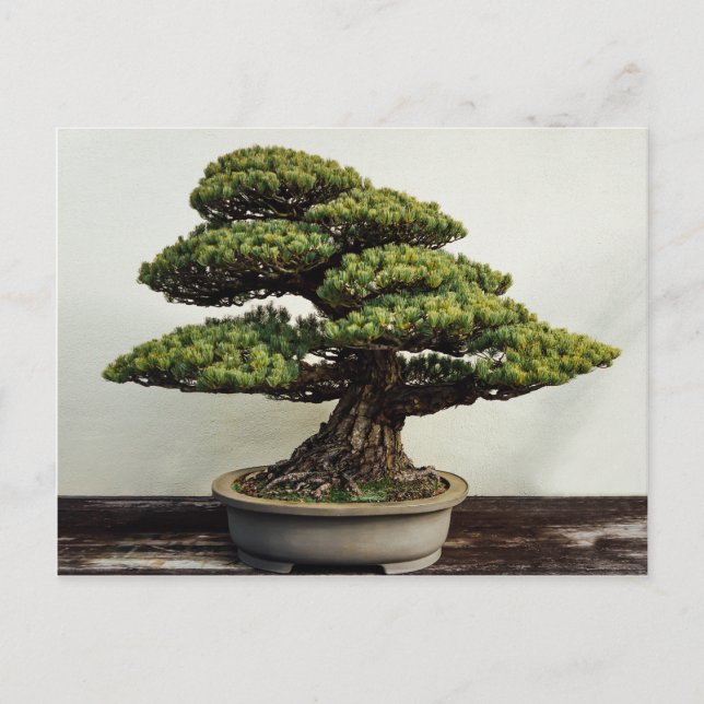Carte Postale White Pine Bonsai Tree (Devant)