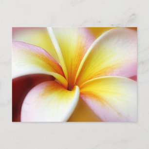 Carte Postale White Plumeria Frangipani Hawaii Flower Hawaiian