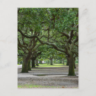 Carte Postale White Point Gardens