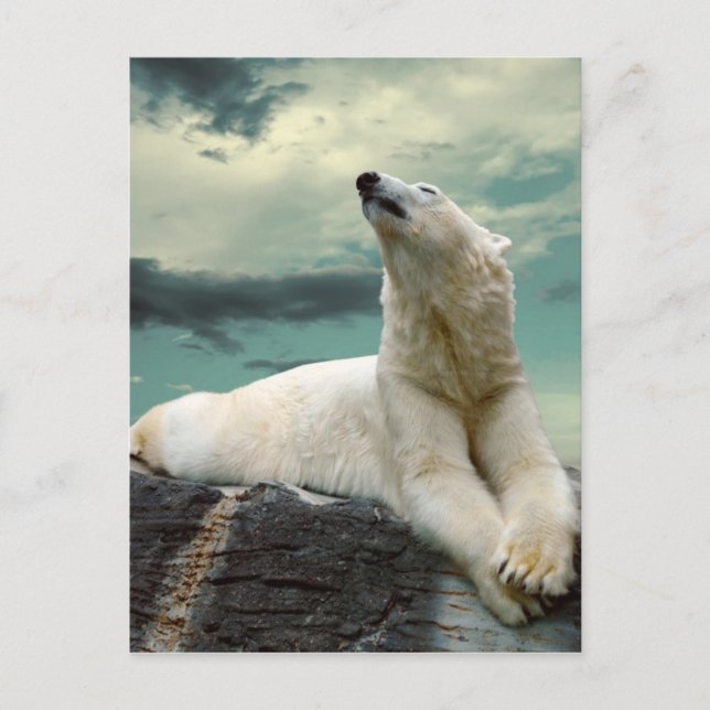 Carte Postale White Polar Bear (Devant)