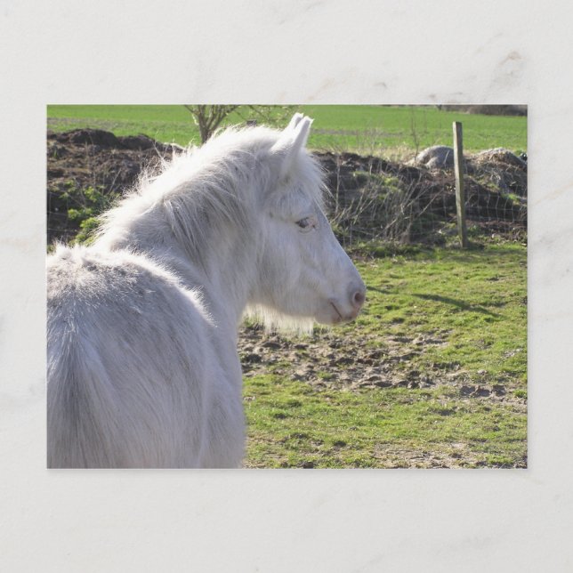 Carte postale White Pony (Devant)