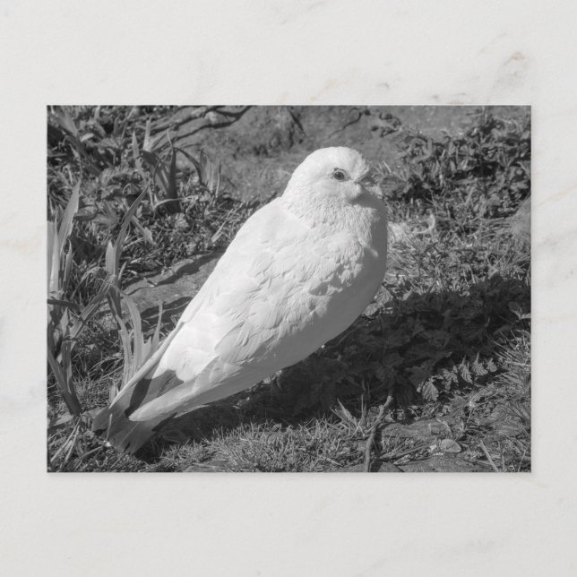 Carte Postale White Rock Dove. Lac Roath Park, Cardiff, Pays de  (Devant)