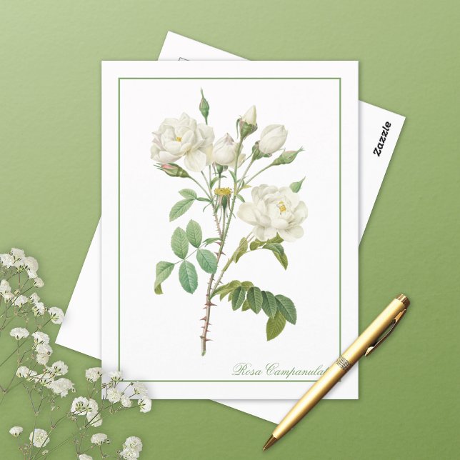 Carte Postale White Rosa Campanulata Redoute Postcard (Créateur téléchargé)