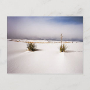 Carte Postale White Sands Morning postcard