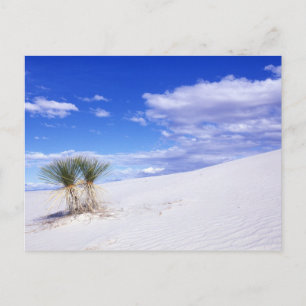 Carte Postale White Sands NM, Nouveau-Mexique, États-Unis