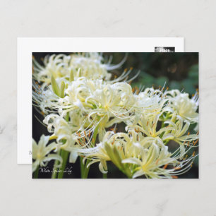 Carte Postale White Spider Lily ポ Rechercher ー ド