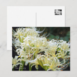 Carte Postale White Spider Lily ポ Rechercher ー ド
