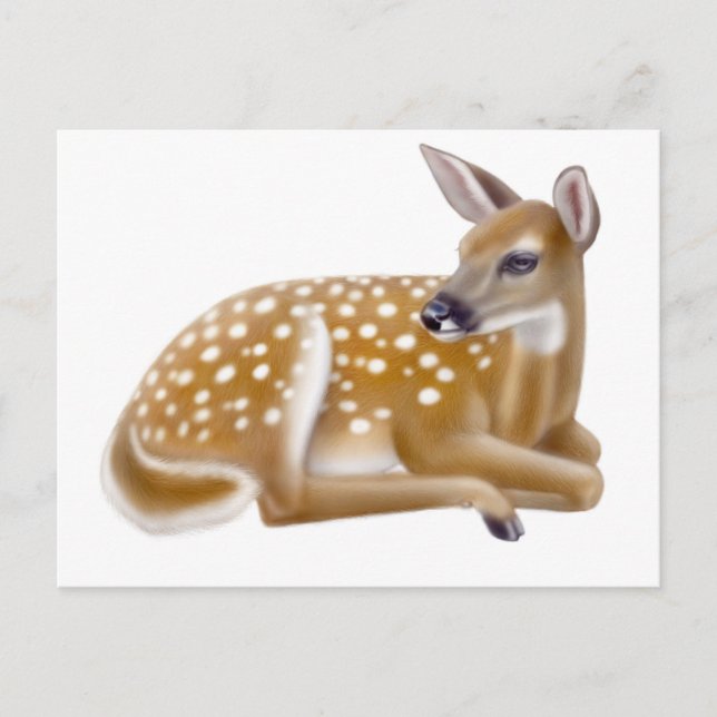 Carte postale White Tail Deer Fawn (Devant)