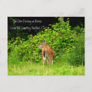Carte Postale White Tail Doe Deer à Hartford, CT