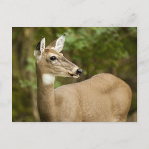 Carte Postale White Tailed