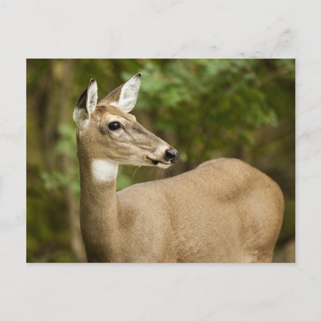 Carte Postale White Tailed (Devant)