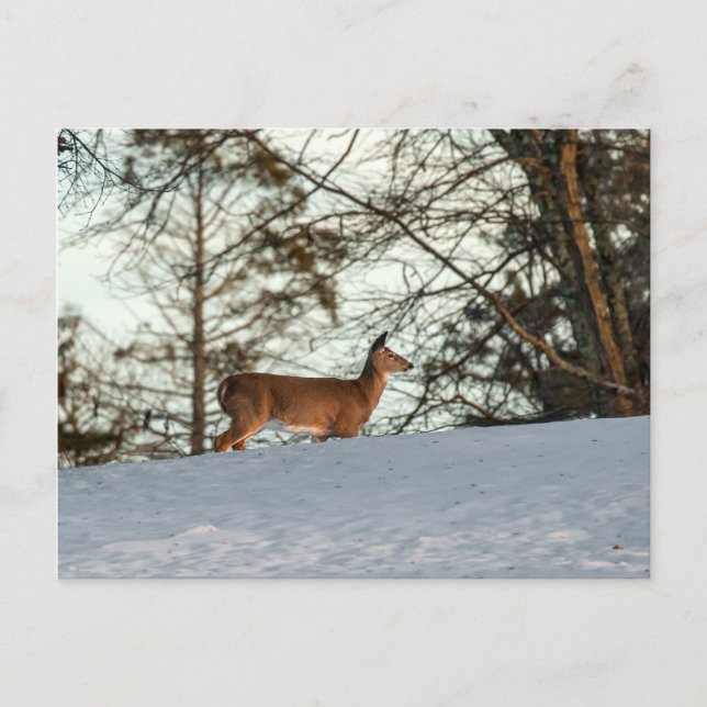 Carte Postale White Tailed (Devant)