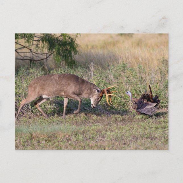 Carte Postale White-tailed Deer Fighting Wild Turkey (Devant)