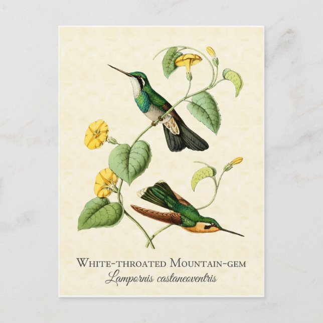 Carte Postale White Throat Mountain Gem Hummingbird Vintage (Devant)